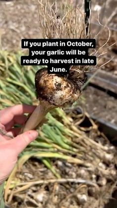 someone is holding up a plant in their hand with the caption if you plant in october, your garlic will be ready to harvest in late june