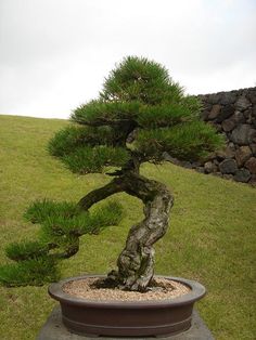 a bonsai tree is growing in a potted planter on top of a hill