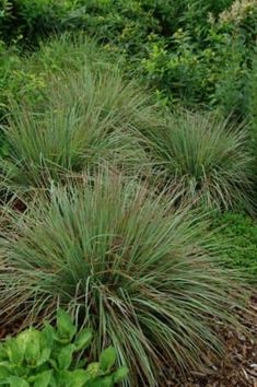 some very pretty plants in the grass