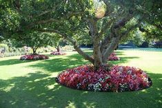 a large tree surrounded by colorful flowers in a park