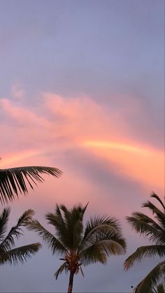 palm trees are silhouetted against a pink sky