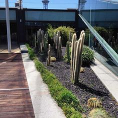 many cacti are growing on the side of a building in front of a glass wall