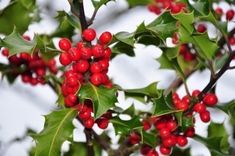 holly with red berries and green leaves