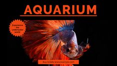 an orange and blue fish with the words aquarium on it's back side, in front of a black background