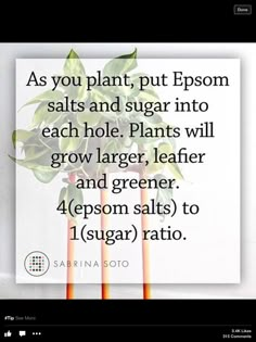 an image with the words as you plant, put epsom salts and sugar into each hole plants will grow larger, leaner and greener