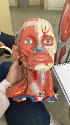 a person is holding up a model of the human head with muscles and blood vessels