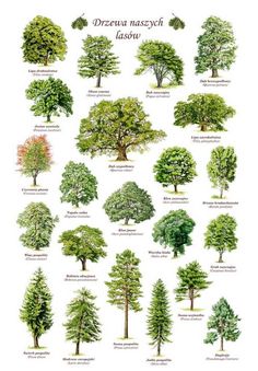 the different types of trees and their names are shown in this poster, which shows how many