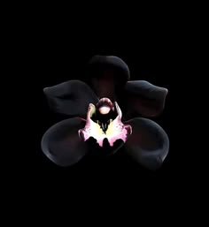 an image of a flower in the dark