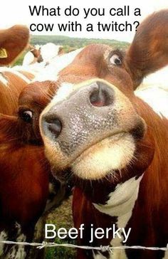 a close up of a cow with the caption beef jerry on it's face