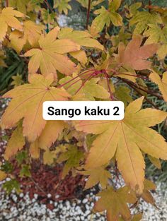 the name sanggo kaku 2 is written on a sign in front of some leaves