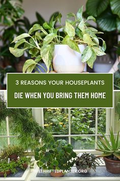 houseplants and plants in pots with the words 3 reasons your houseplants die when you bring them home