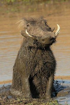 an animal that is in the water with it's mouth open and some hair sticking out