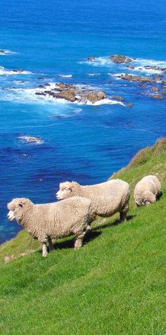 three sheep are standing on the side of a hill by the ocean with blue water in the background