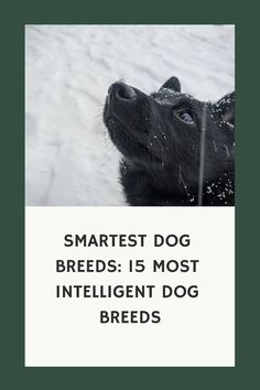 Are they among the most intelligent dog breeds in the world? If they belong to one of the breeds on this list,