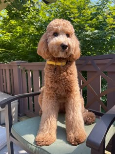 f1b goldendoodle, doodle, poodle, dog, Goldendoodle Poodle Haircut, Cute Goldendoodle Haircuts, F1 Goldendoodle Haircut, Mini Golden Doodle Haircut, Golden Doodle Haircut Styles, Doodle Haircut Styles, Golden Doodle Haircut, Golden Doodle Mini, Labradoodle Cuts