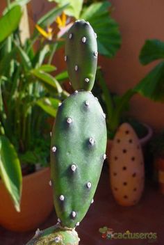 a close up of a green cactus plant with white dots on it's leaves