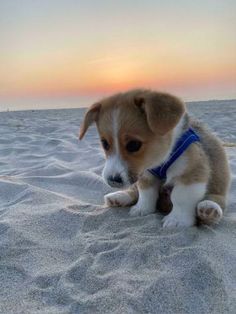 a small puppy sitting on top of a sandy beach next to the ocean at sunset