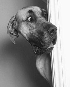 a black and white photo of a dog sticking its head out the side of a door