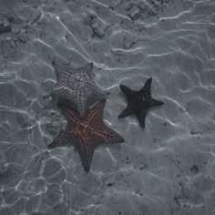 two starfishs in shallow water on the beach