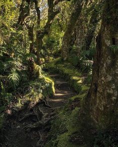 the path is surrounded by trees and moss