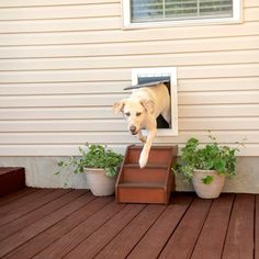 a dog jumping into an opening in the side of a house with potted plants