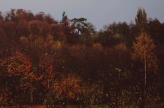 an animal standing in the middle of a forest filled with lots of trees and bushes