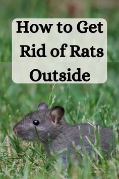 a rat in the grass with text overlay that reads how to get rid of rats outside