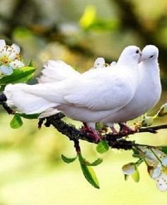 two white birds sitting on top of a tree branch with the words russian afen