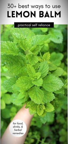 lemon balm with text overlay that reads, 50 best ways to use lemon balm practical self reliance