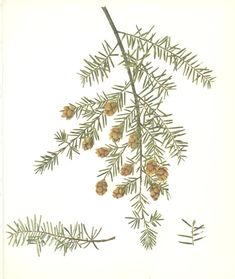 a branch with pine cones and needles on it