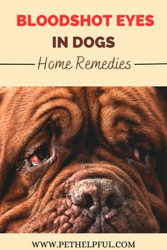 Eye Stye Remedies, Meds For Dogs, Essential Oils Dogs, Bloodshot Eyes, Swollen Eyes, Oils For Dogs, Nerve Pain Relief, Itchy Eyes, Sore Eyes