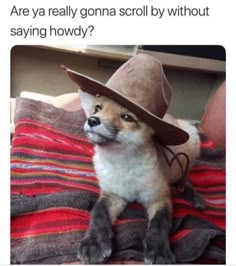 a small dog wearing a cowboy hat on top of a blanket