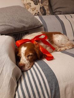 a brown and white dog laying on top of a bed next to pillows with red ribbon