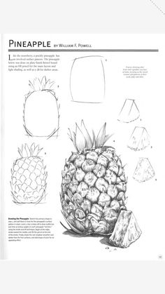 the pineapple is shown in this drawing book, and has been drawn with pencils