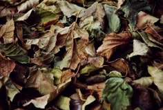 a pile of leaves that are on the ground