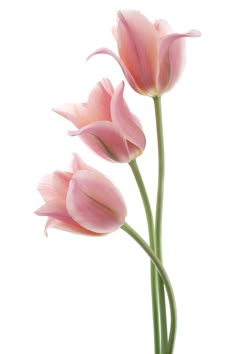 three pink flowers are in a vase on a white background with watermarked text