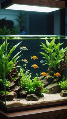 an aquarium filled with lots of plants and fish