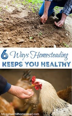 a man kneeling down to feed chickens on top of a dirt field with text overlay that reads 6 ways homestuding keeps you healthy