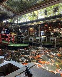 a large pond filled with lots of goldfish swimming in it's back yard