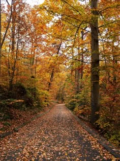 a dirt road surrounded by trees with leaves on the ground