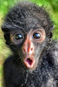 a small monkey with its mouth open looking at the camera