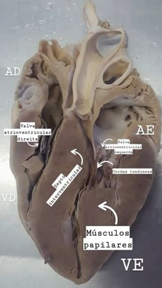 an image of the inside of a human heart with labels on it's sides