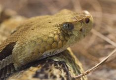 a close up of a snake on the ground