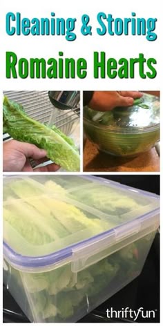 collage of pictures showing how to clean and store romaine hearts in plastic containers