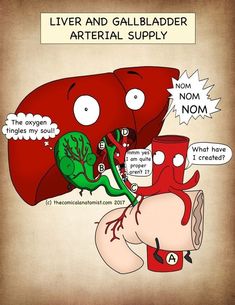 liver and gallilader artrialal supply diagram with caption for non - nephoidists