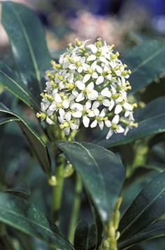 a close up of a plant with white flowers and green leaves in the foreground