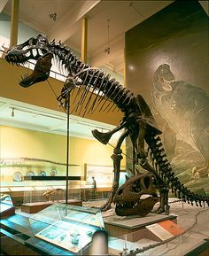 a dinosaur skeleton is on display in a museum