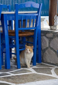 an orange and white cat sitting in front of a blue chair on a stone patio