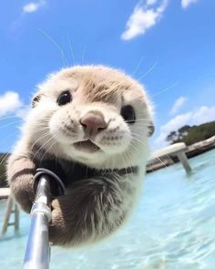 an animal that is standing up on a metal pole in the water and looking at the camera