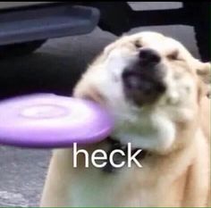 a dog holding a purple frisbee in it's mouth